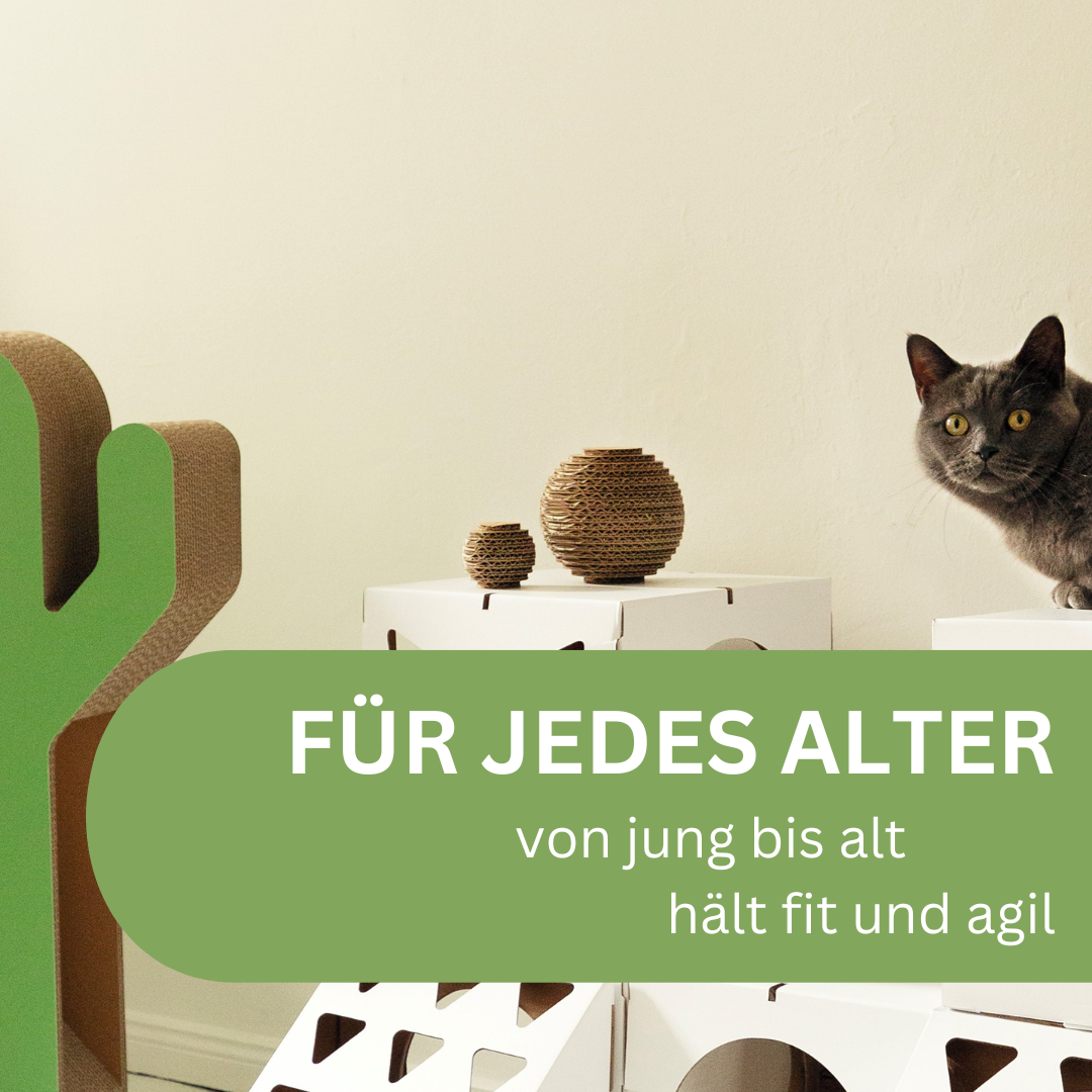 Katze auf einem Katzenhaus mit Bällen