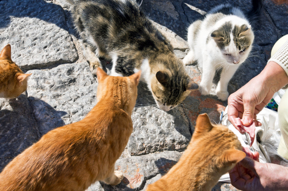 Straßenkatzen die gefüttert werden