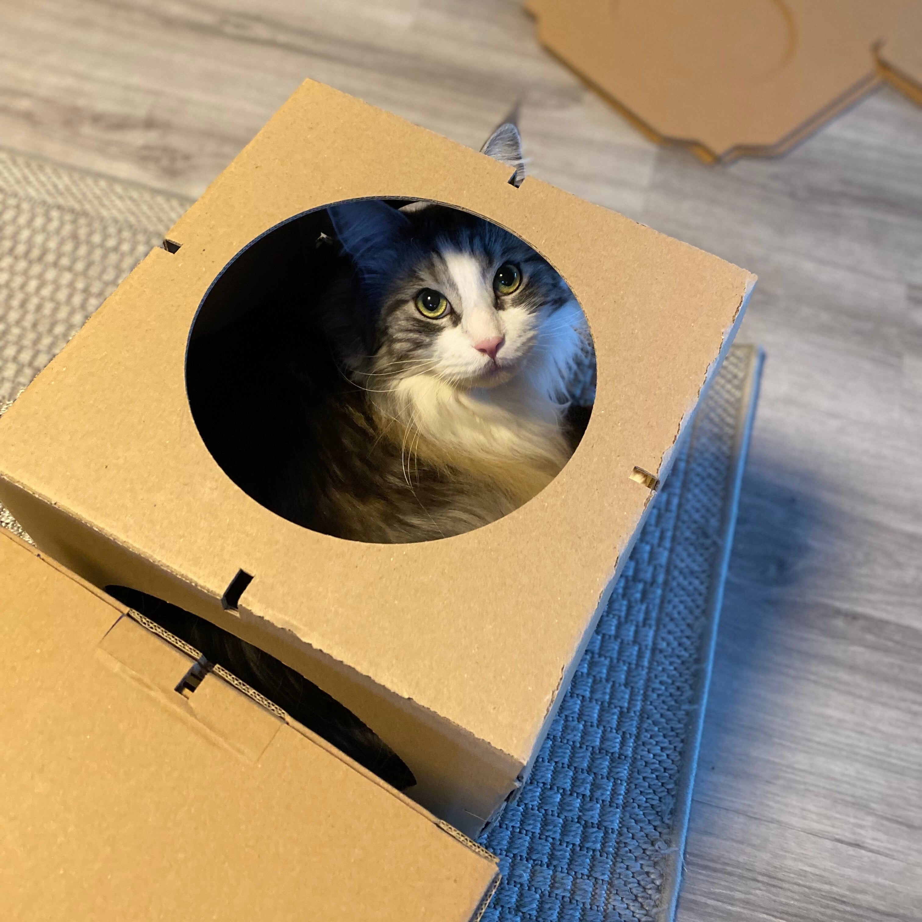 Katze sitzt in einem Kartonmodul