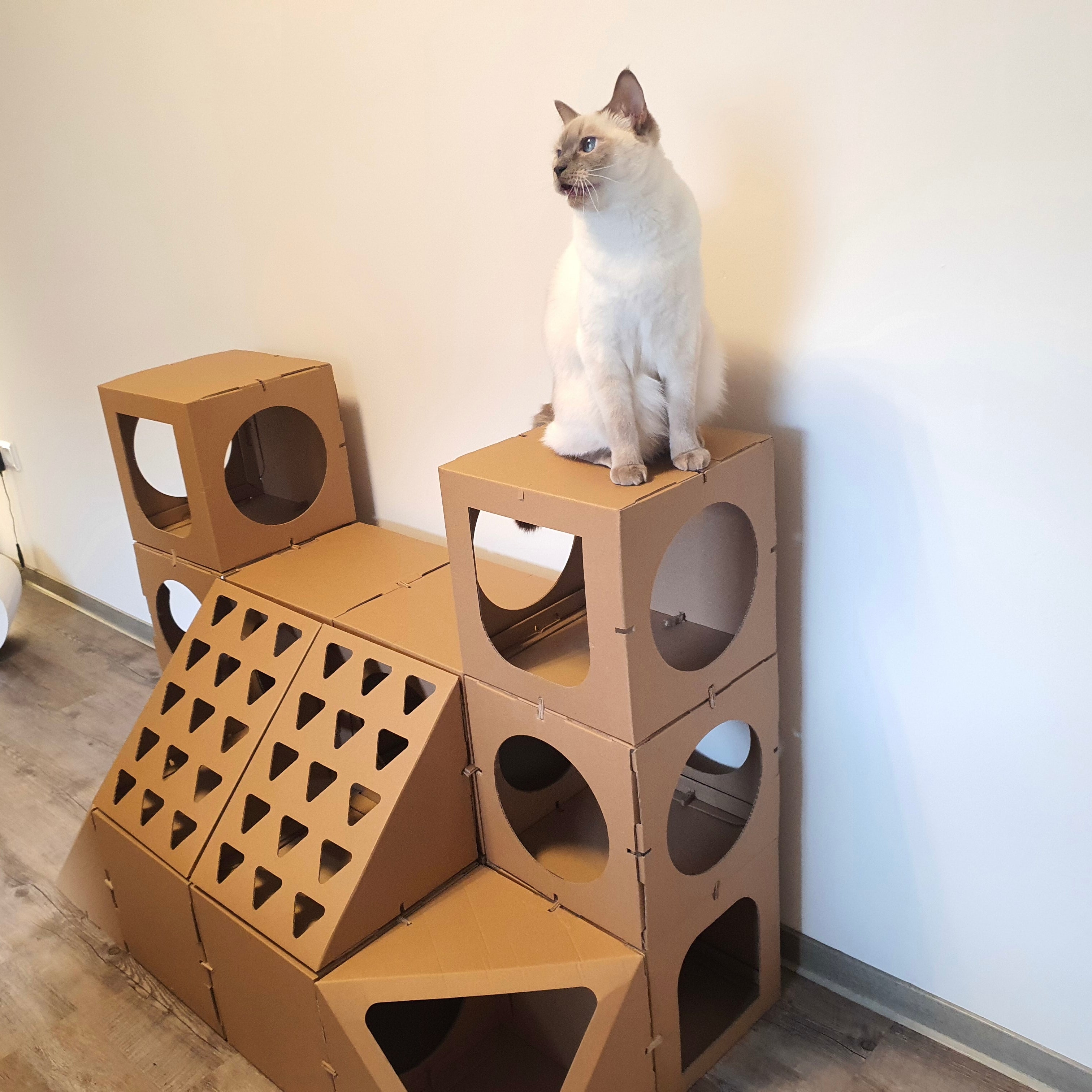 Katze sitzt im Katzenhaus