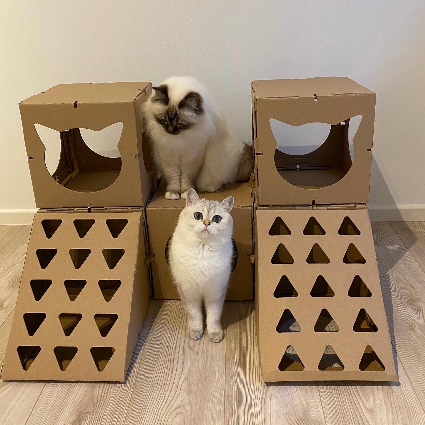 Zwei Katzen mit einem Katzenhaus