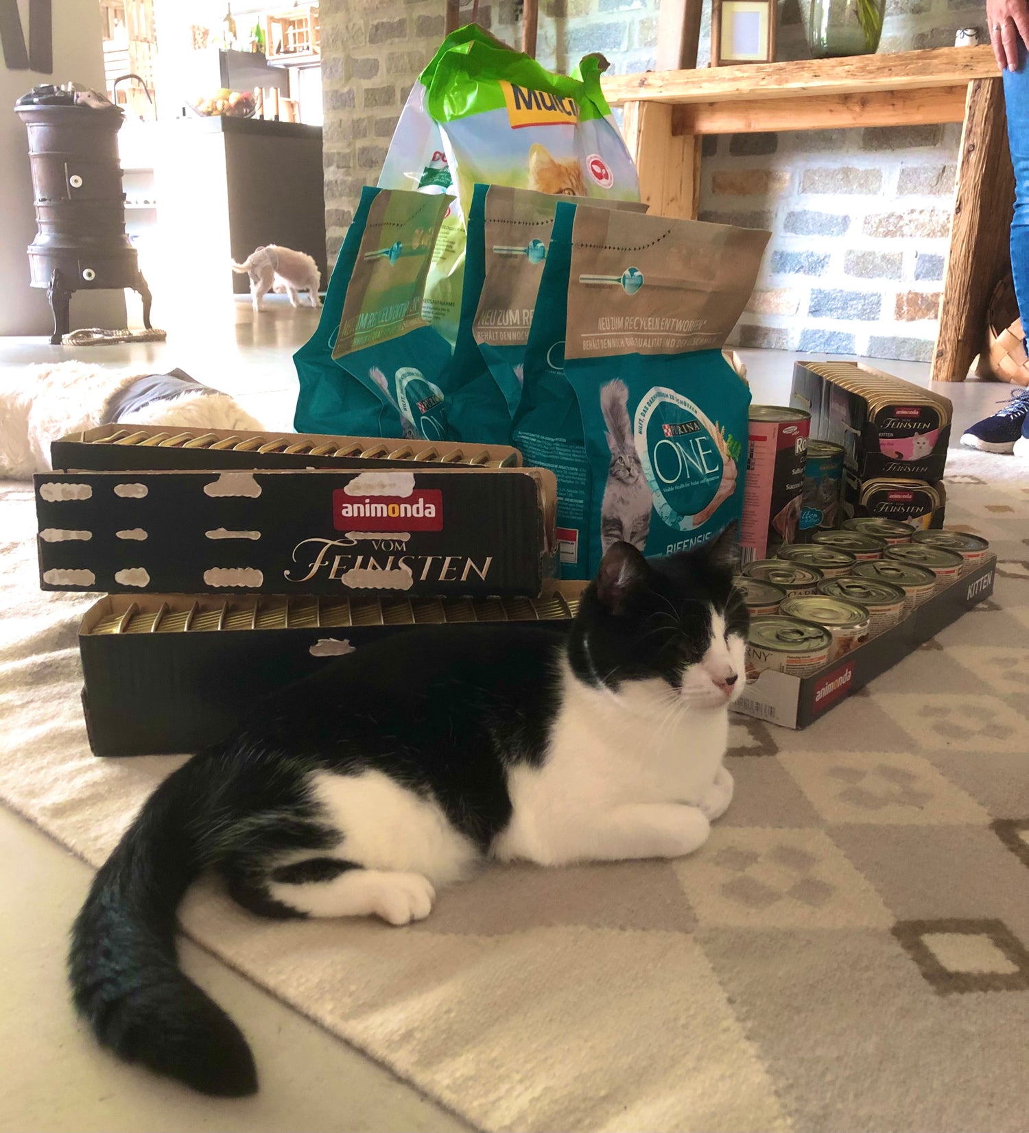 Katze in einem Tierheim mit Futterspenden