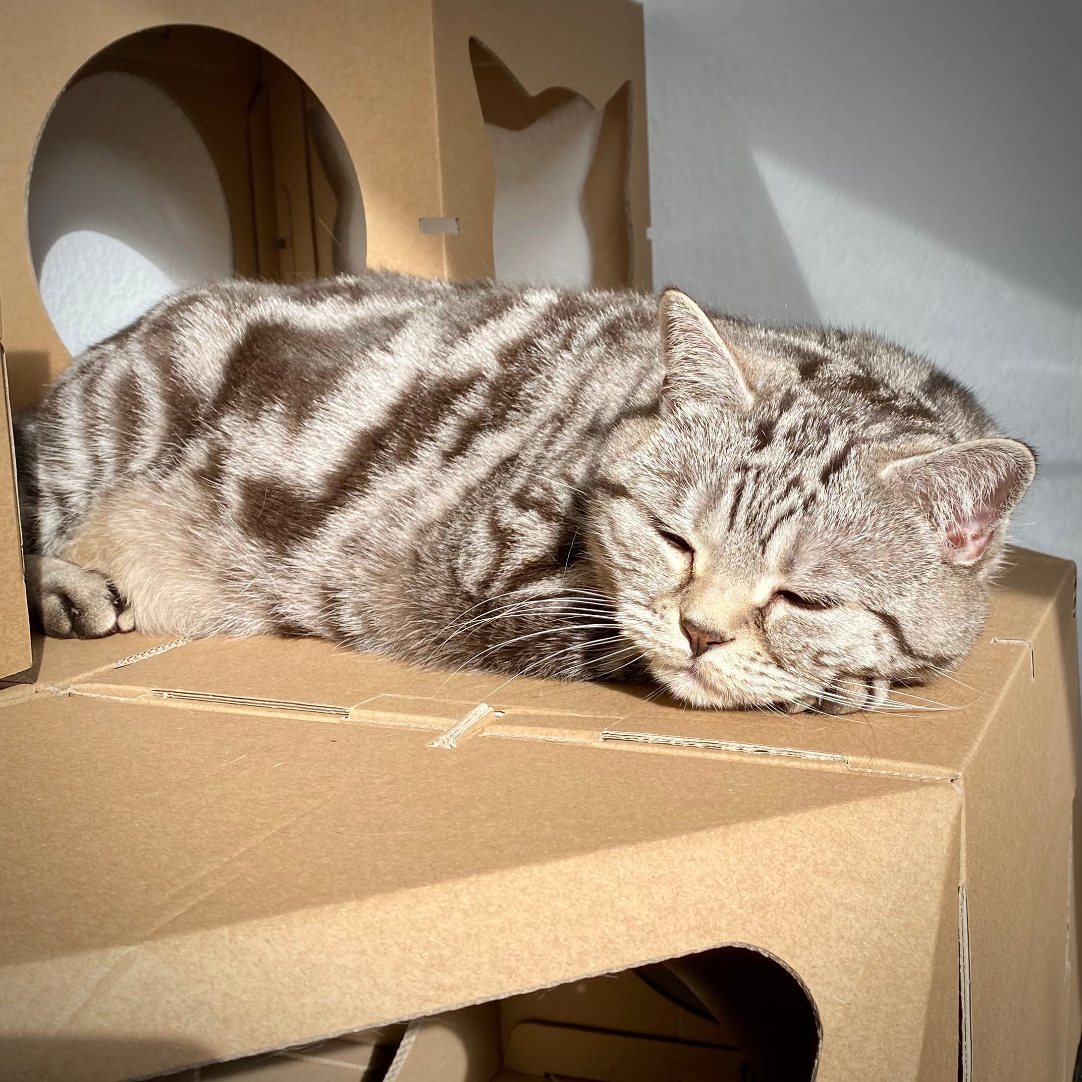Katze schläft auf dem Katzenhaus