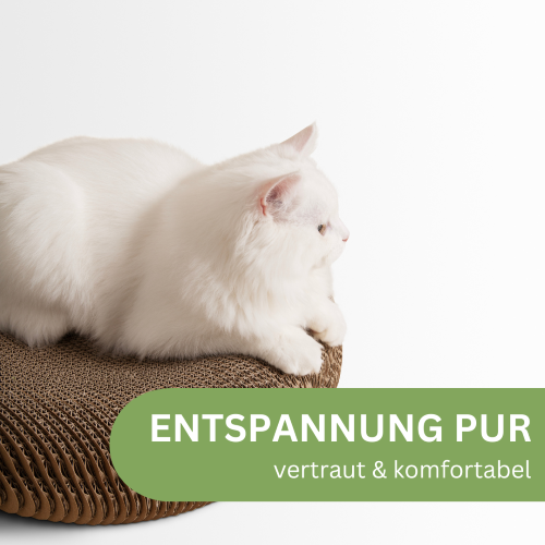 Katze liegt auf einem Katzenbett aus Karton