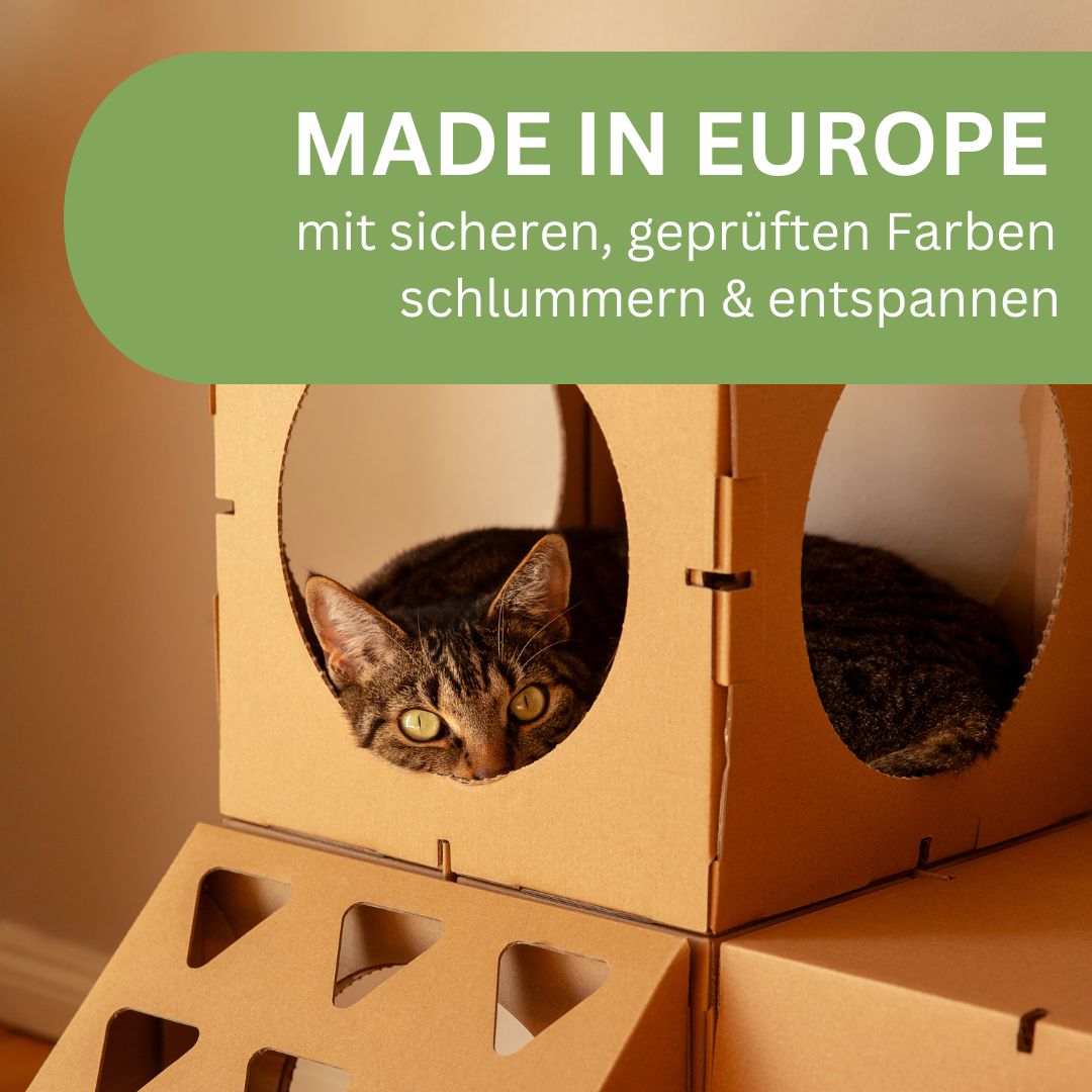Katze liegt im Katzenhaus