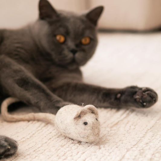 Katze beschäftigen in der Wohnung: 12 einfache Ideen, die wirklich funktionieren - Teil 2