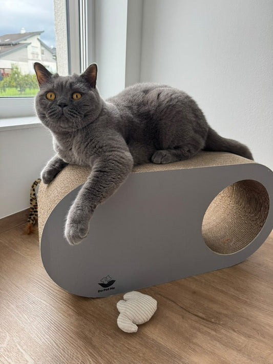 Katze beschäftigen in der Wohnung: 12 einfache Ideen, die wirklich funktionieren - Teil 1