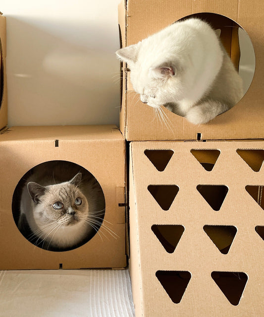 Ist Karton für Katzen wirklich sicher? Das solltest du wissen