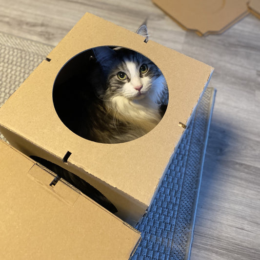 Katze kratzt an Möbeln? Das steckt dahinter und so löst du das Problem nachhaltig