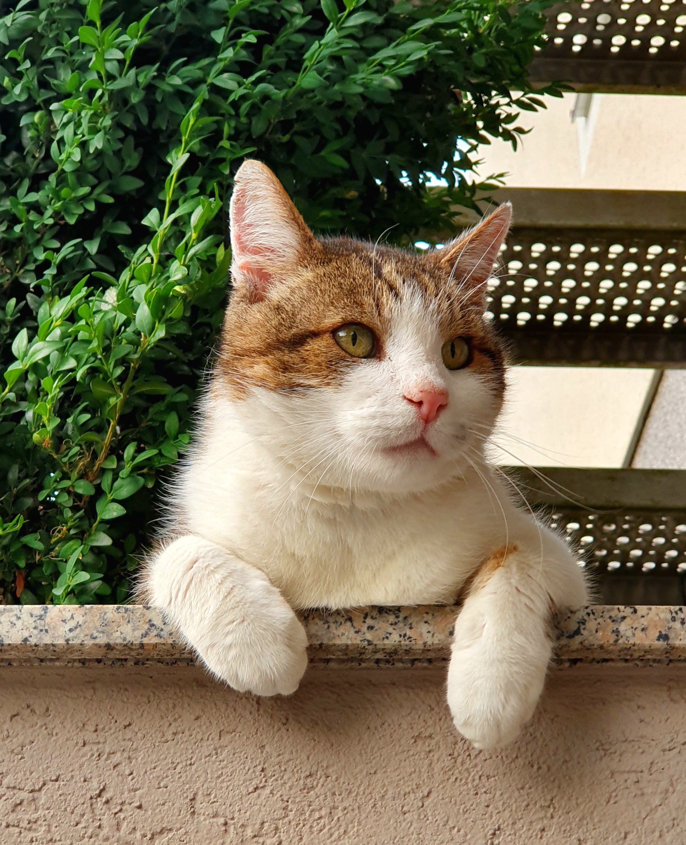 weiß orange Katze
