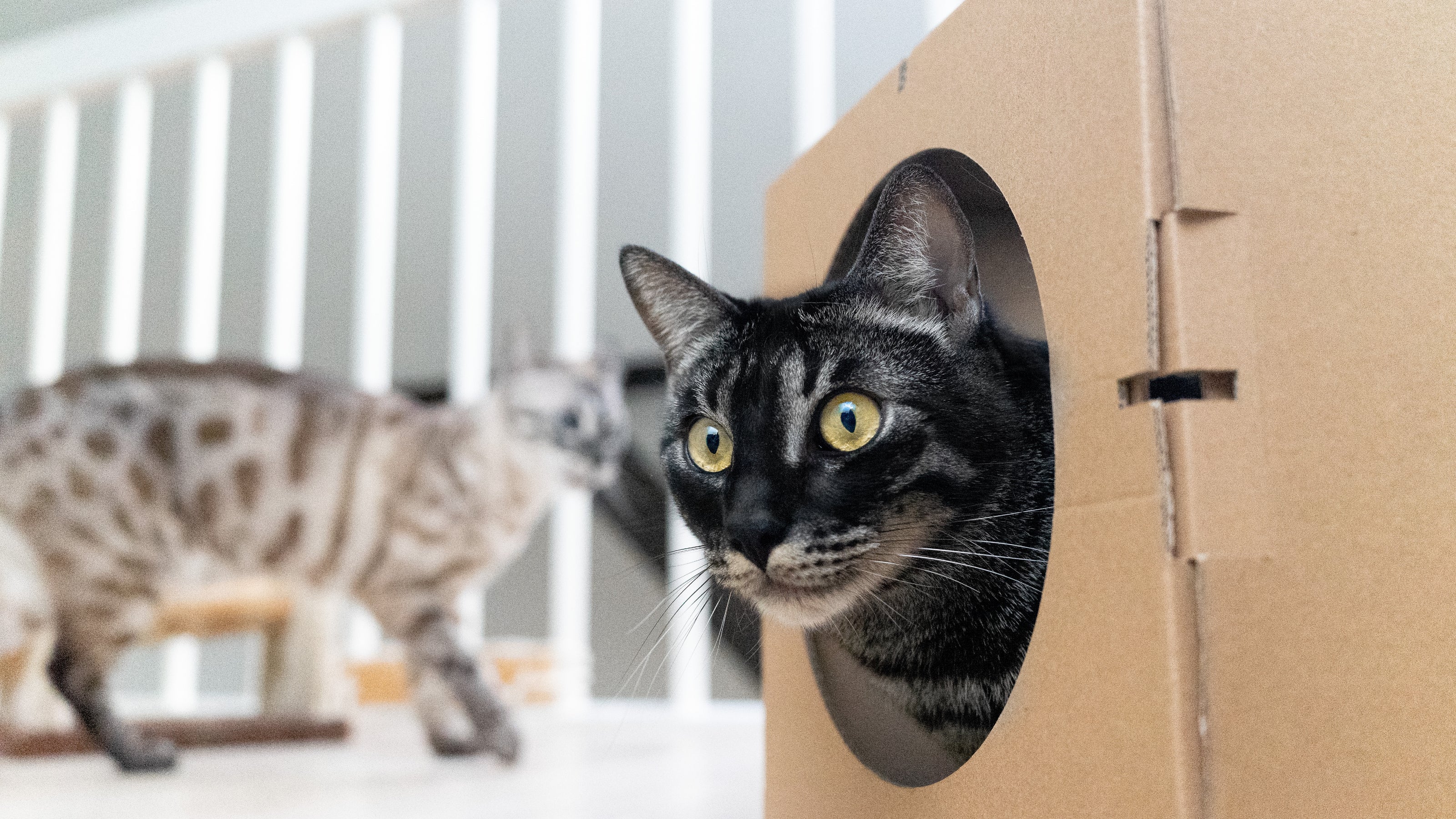 Katze schaut aus einem Kartonmodul heraus