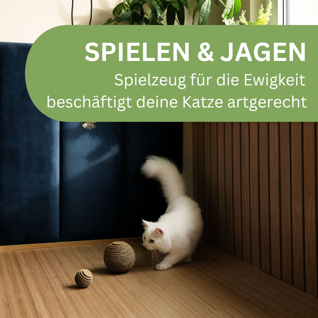 Katze spielt mit Bällen