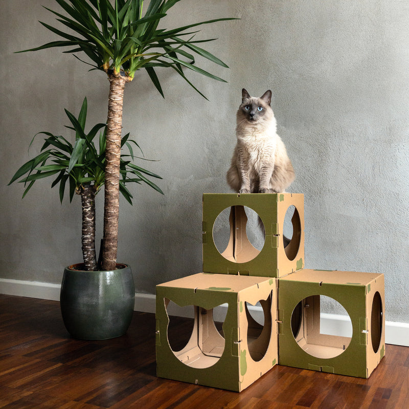 Die Box wird zum Katzenhaus