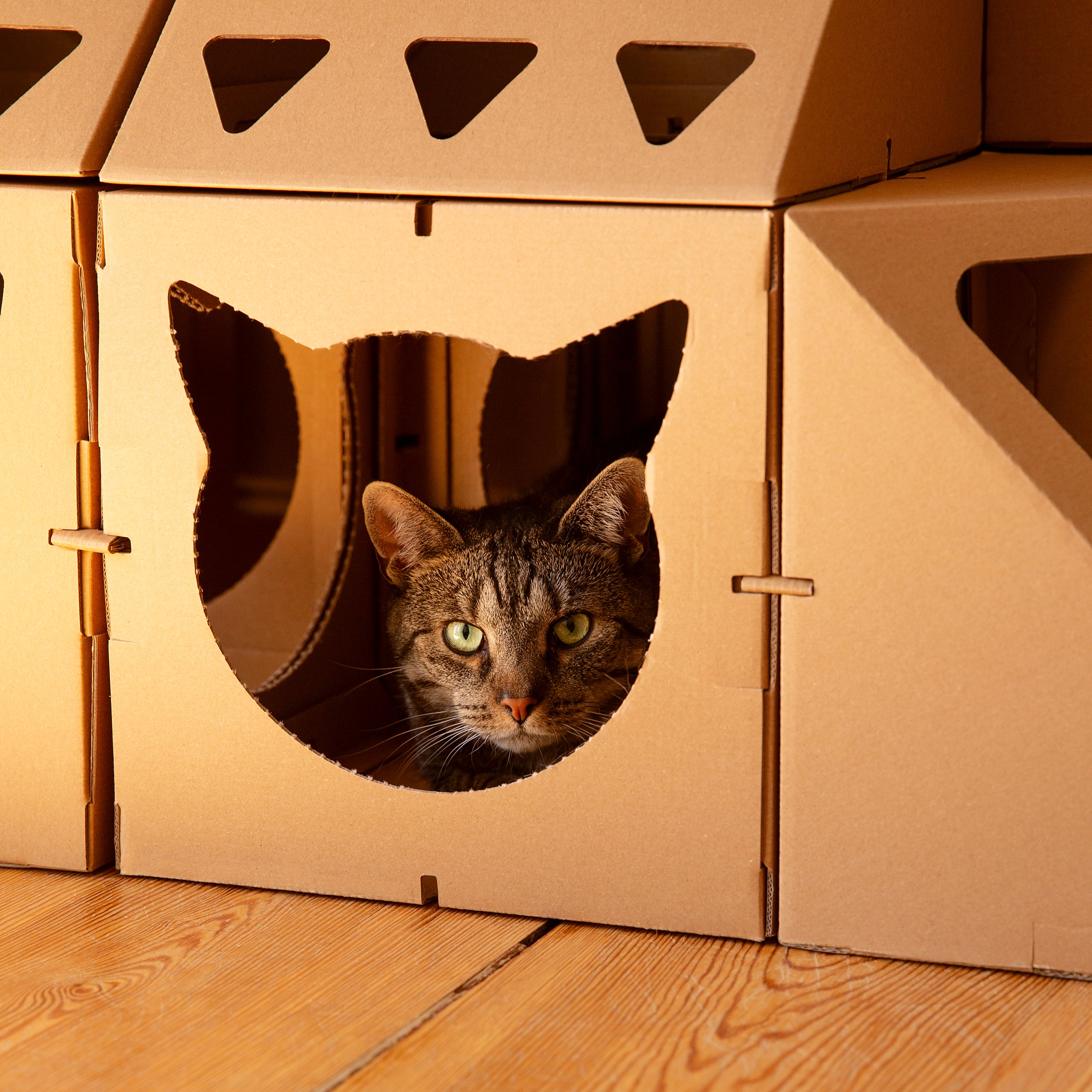 Katze sitzt in einer Kartonschachtel eines Katzenhauses aus Karton