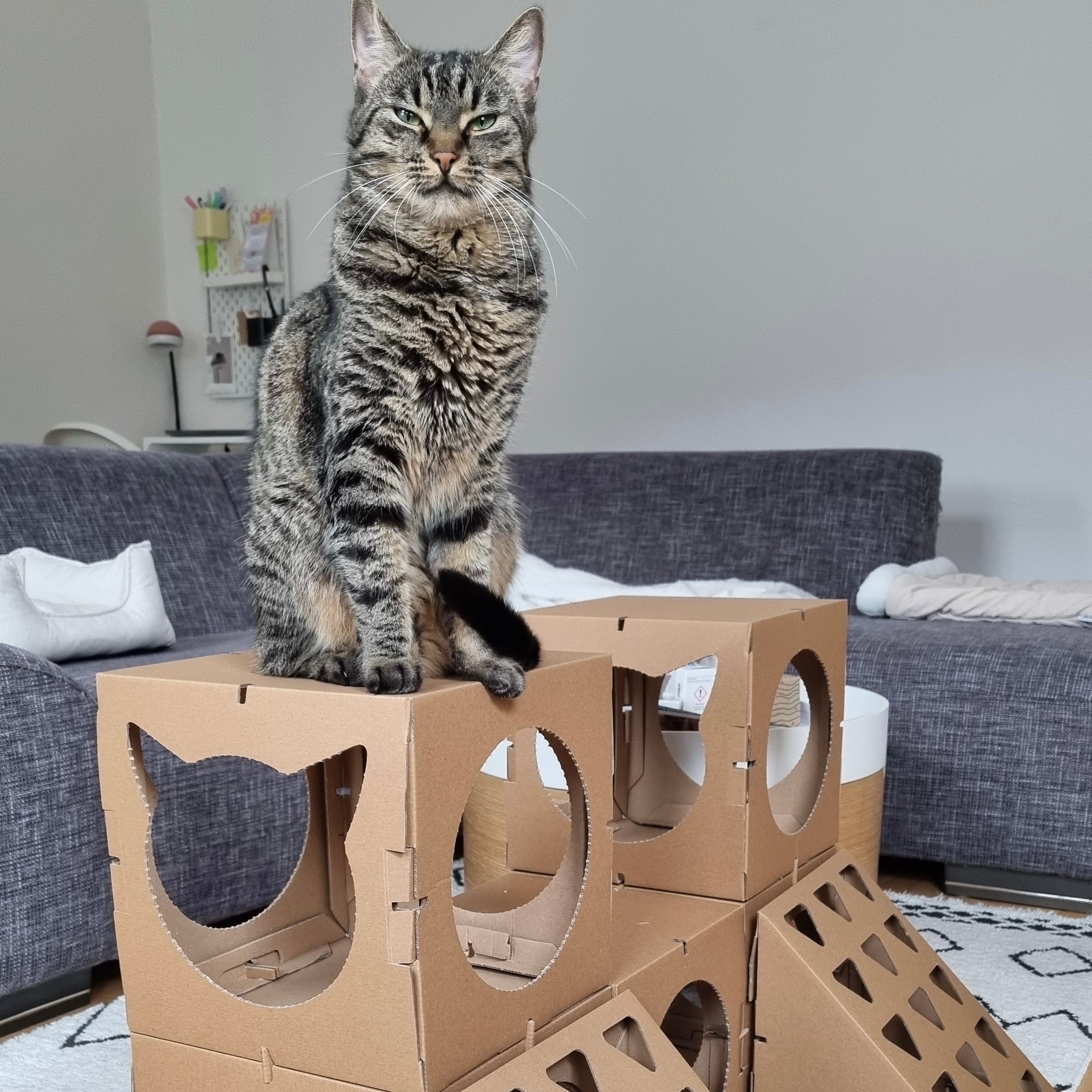 Katze sitzt im Katzenhaus