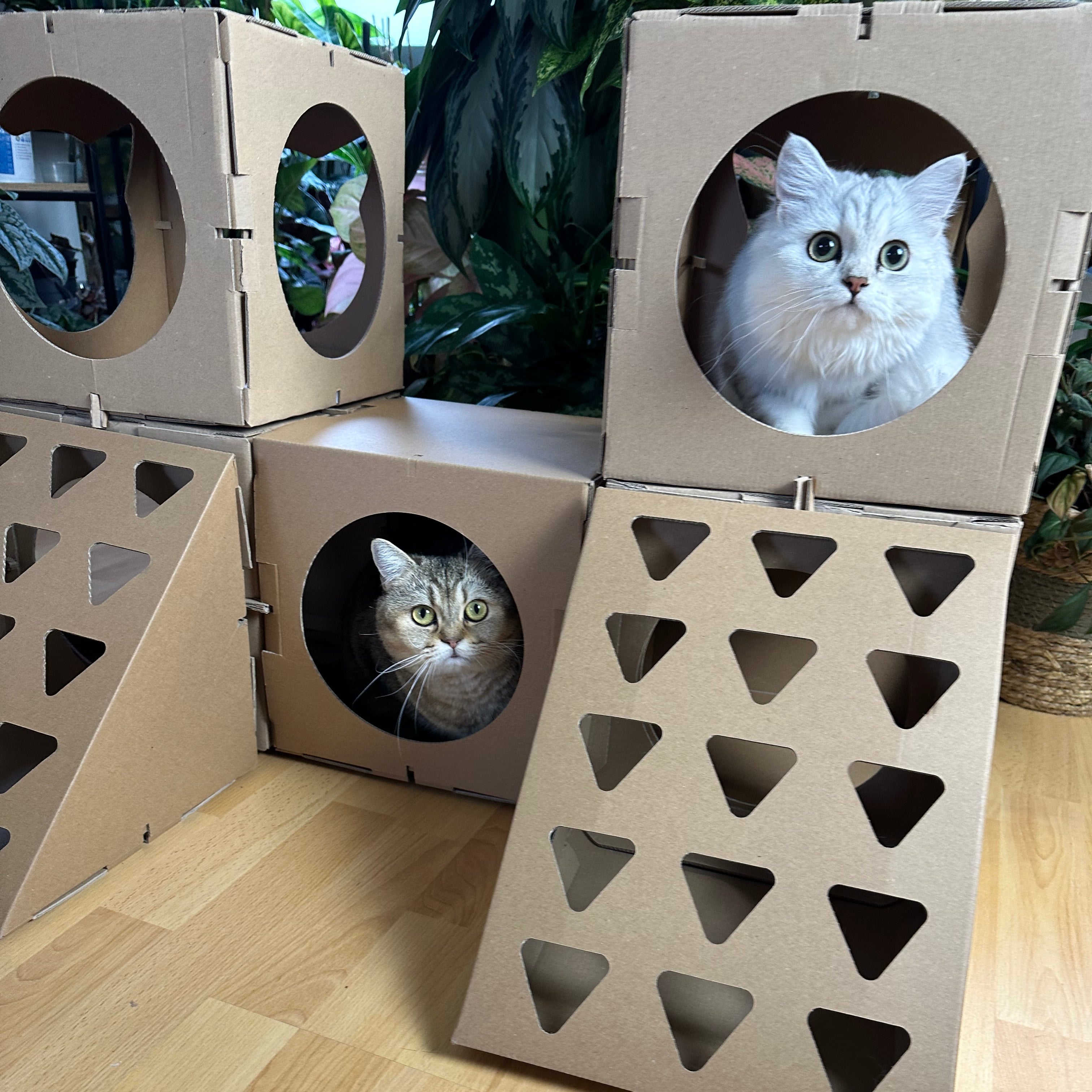Katze sitzt im Katzenhaus
