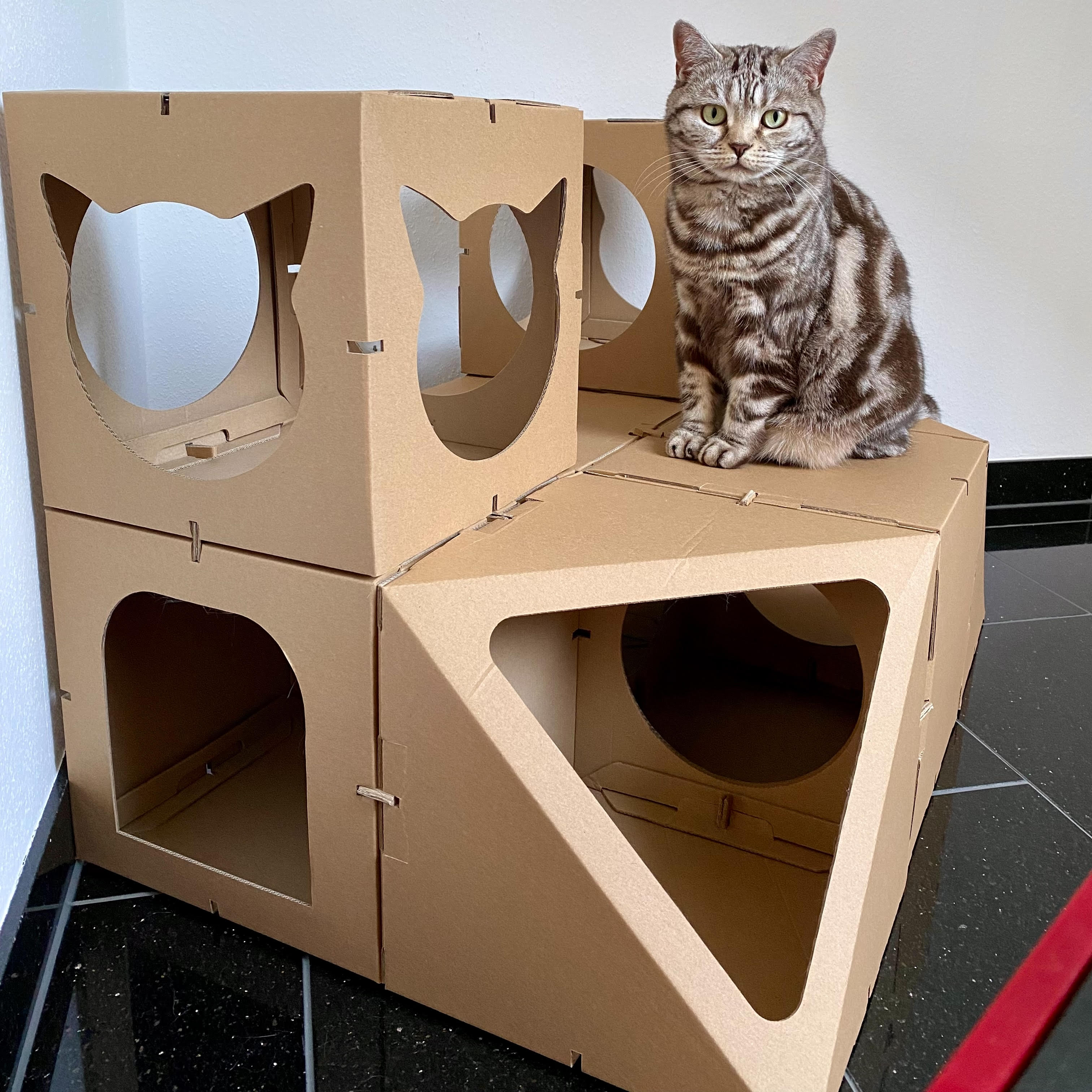 Katze sitzt auf Katzenhaus