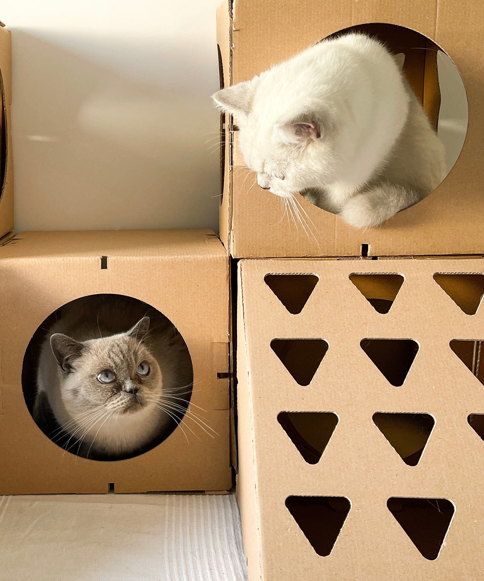 zwei Katzen im Katzenhaus