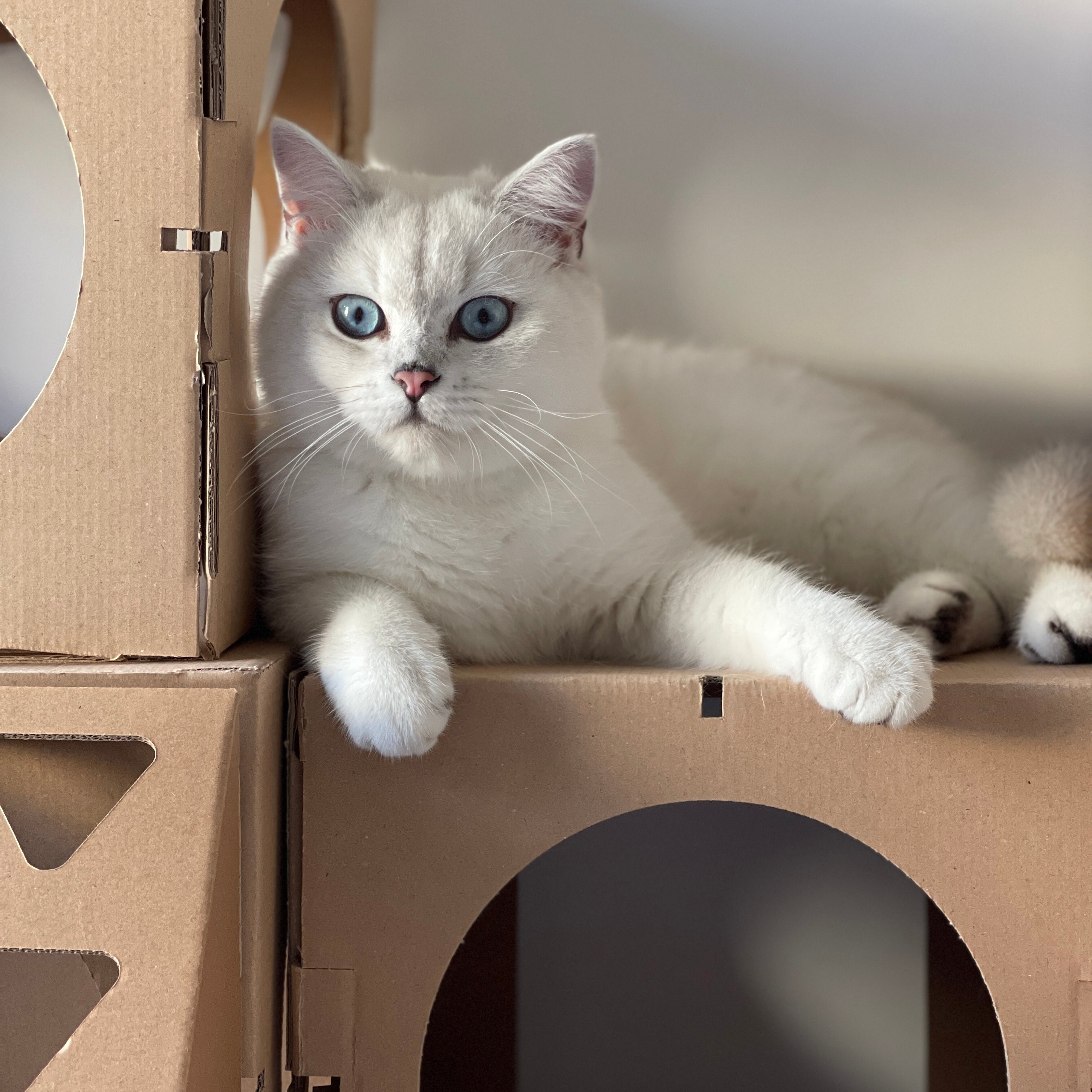weiße Katze auf Kartonmodule eines Katzenhaus